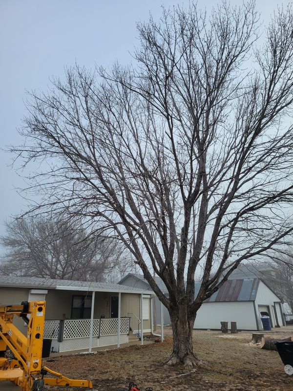 Trimming overgrown branches