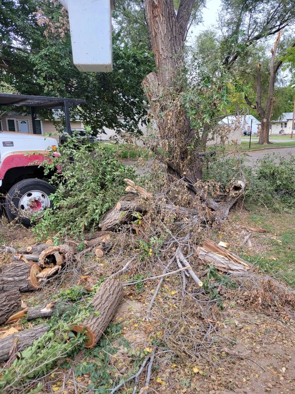 Tree crew at work