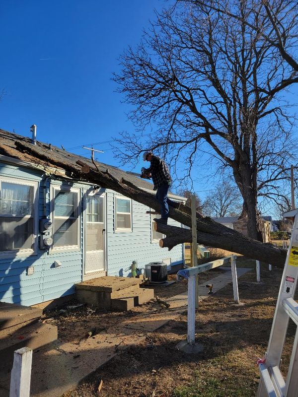 Limb pruning