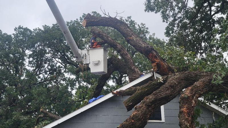 Hazard tree assessment
