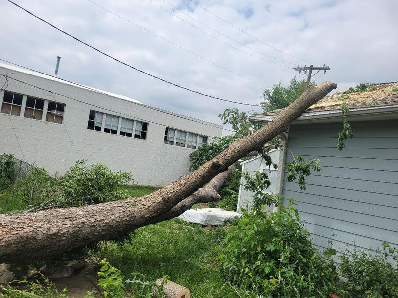 Overgrown lot cleared