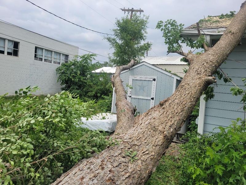 Tree work near power lines in Salina KS