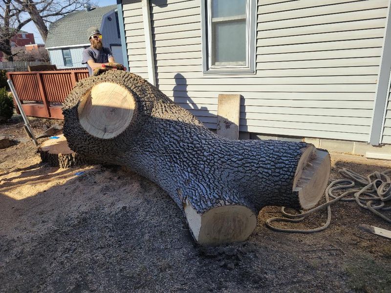 Stacked firewood from removal