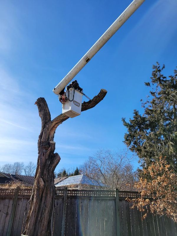 Commercial property tree care